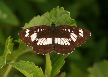 Schwarzer Trauerfalter (Neptis rivularis) - © Emanuel Trummer